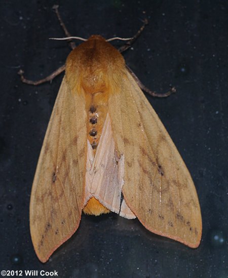 Pyrrharctia isabella - Isabella Tiger Moth