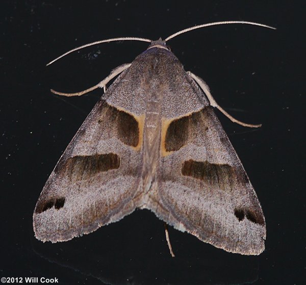 Caenurgina erechtea - Forage Looper