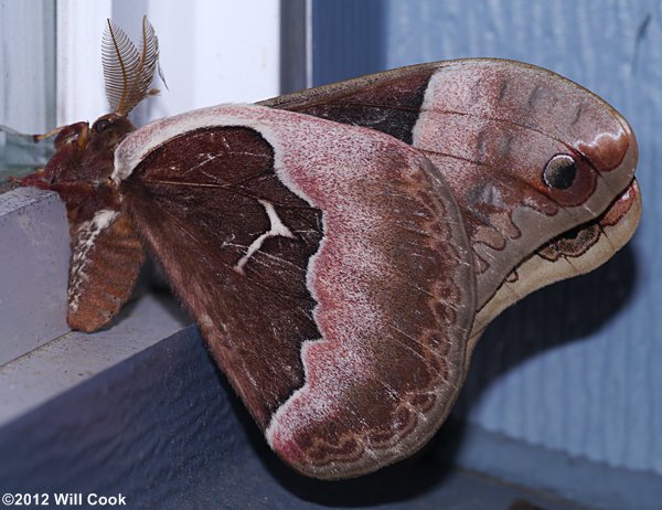 Tulip-tree Silkmoth (Callosamia angulifera)