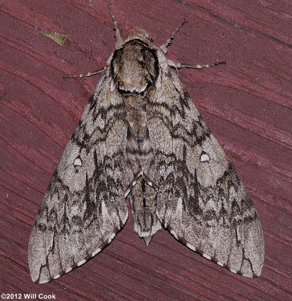 Ceratomia undulosa - Waved Sphinx