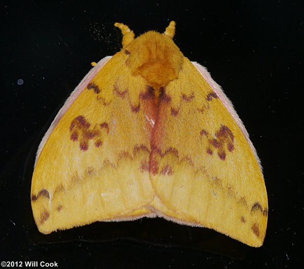 Automeris io - Io Moth