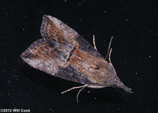 Hypena scabra - Green Cloverworm Moth