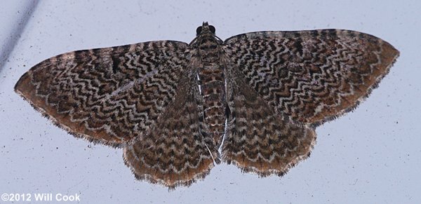 Rheumaptera prunivorata - Cherry Scallop Shell