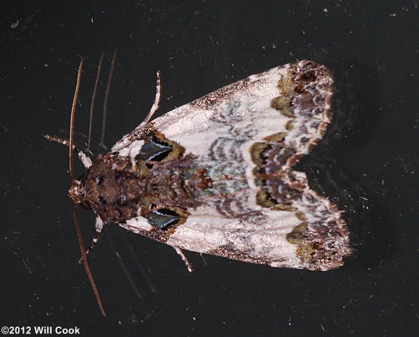 Cerma cerintha - Tufted Bird Dropping Moth