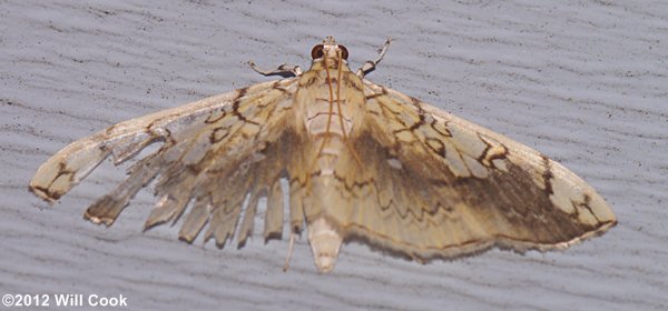 Pantographa limata - Basswood Leafroller