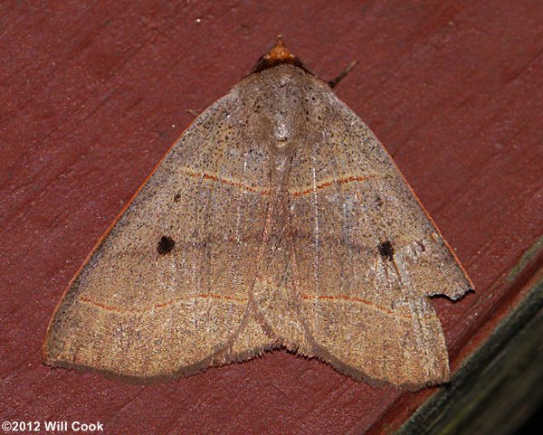 Panopoda rufimargo - Red-lined Panopoda