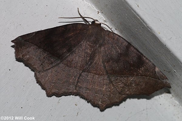 Eutrapela clemataria - Curve-toothed Geometer