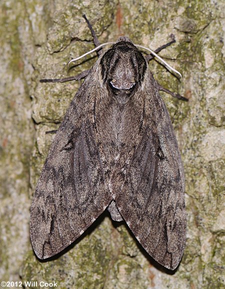 Ceratomia catalpae - Catalpa Sphinx