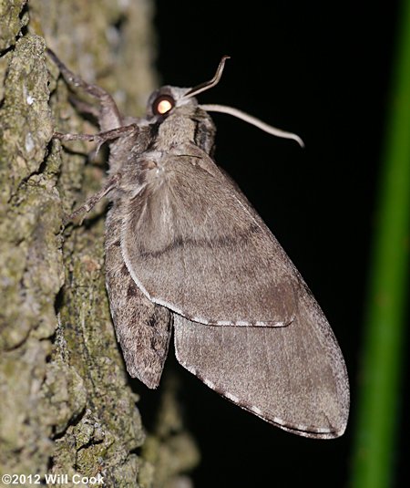 Ceratomia catalpae - Catalpa Sphinx