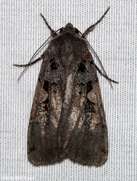 Xestia dolosa – Greater Black-letter Dart