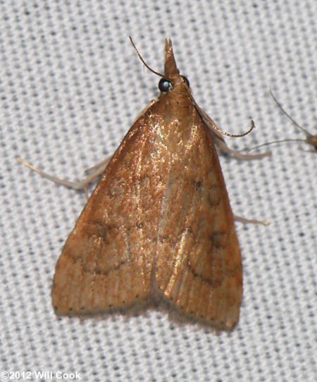 Udea rubigalis – Celery Leaftier