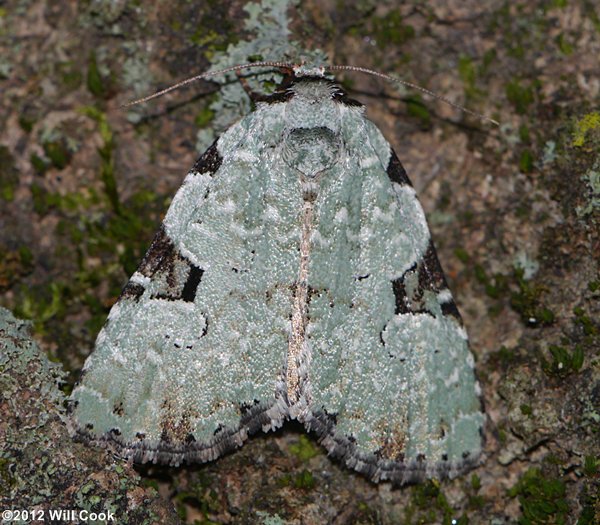 Leuconycta diphteroides - Green Leuconycta