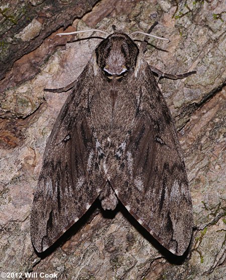 Ceratomia catalpae - Catalpa Sphinx