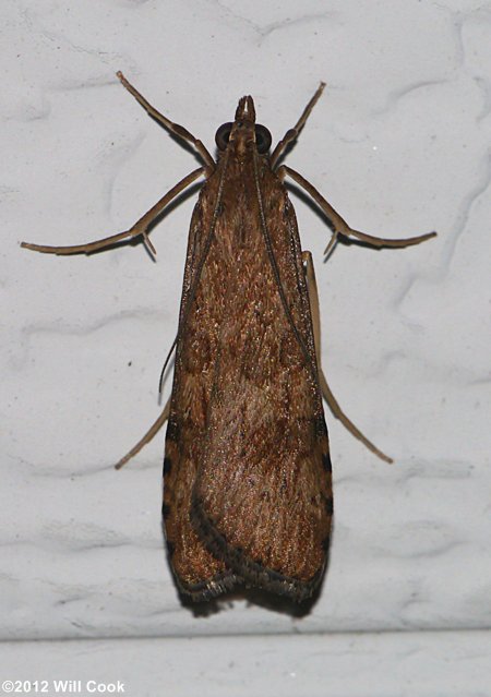 Nomophila nearctica - Lucerne Moth