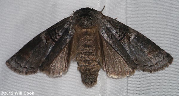 Ellida caniplaga - Linden Prominent