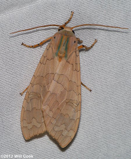 Banded Tussock Moth (Halysidota tessellaris)