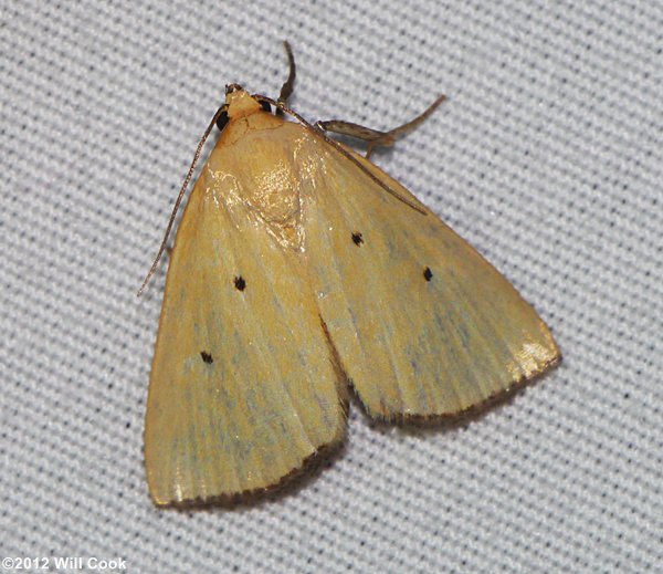 Marimatha nigrofimbria - Black-bordered Lemon Moth