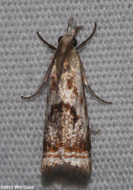 Microcrambus elegans - Elegant Grass-veneer