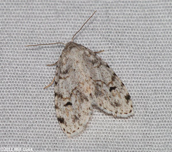 Clemensia albata - Little White Lichen Moth