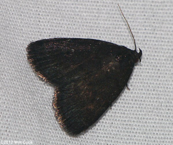 Idia rotundalis - Rotund Idia