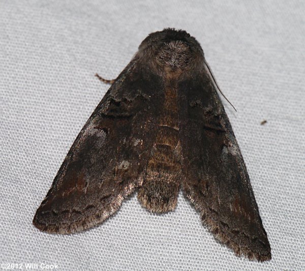 Ellida caniplaga - Linden Prominent