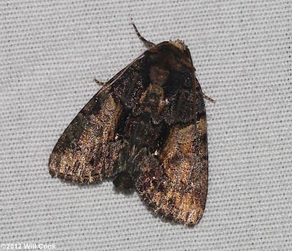 Chytonix palliatricula - Cloaked Marvel