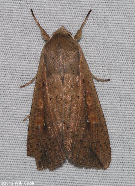 Mythimna unipuncta - Armyworm Moth