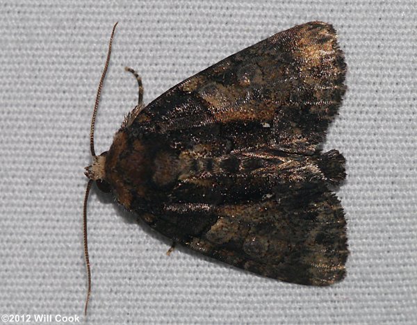 Chytonix palliatricula - Cloaked Marvel