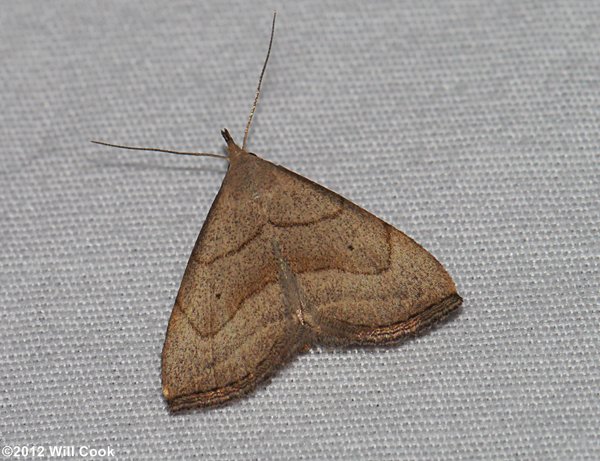 Macrochilo litophora - Brown-lined Owlet