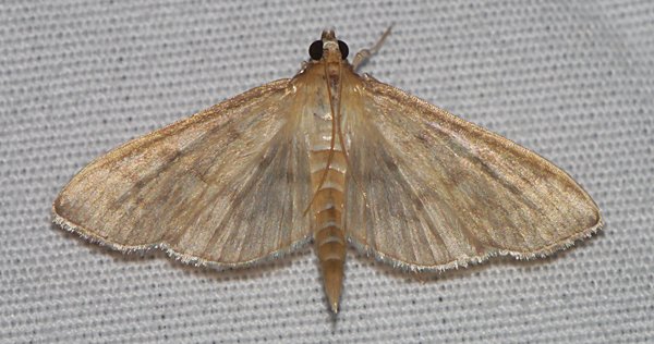 Herpetogramma pertextalis - Bold-feathered Grass Moth