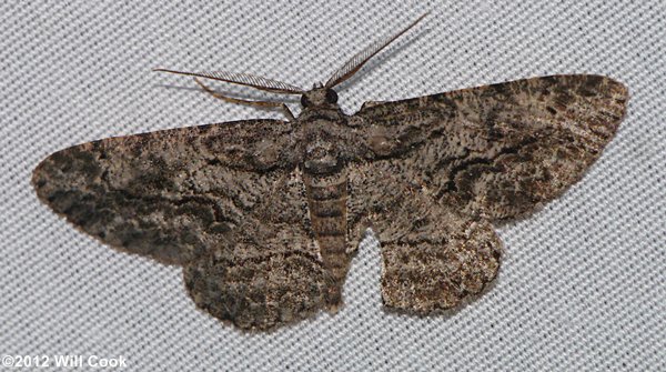 Anavitrinella pampinaria - Common Gray