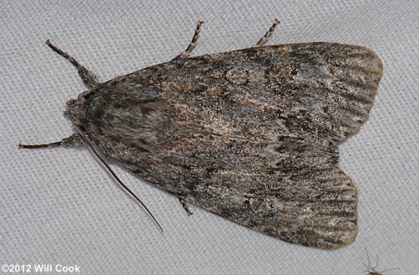 Acronicta impleta - Yellow-haired Dagger