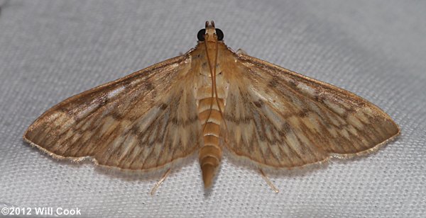 Herpetogramma thestealis - Zigzag Herpetogramma