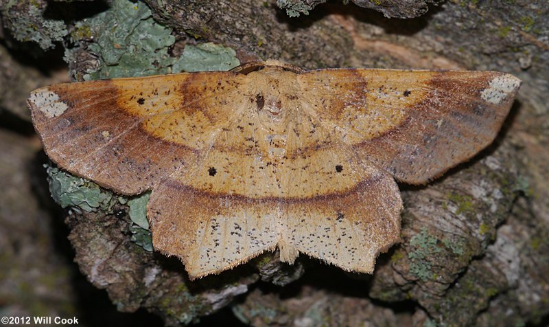 Euchlaena amoenaria – Deep Yellow Euchlaena