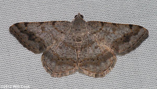 Digrammia ocellinata - Faint-spotted Angle
