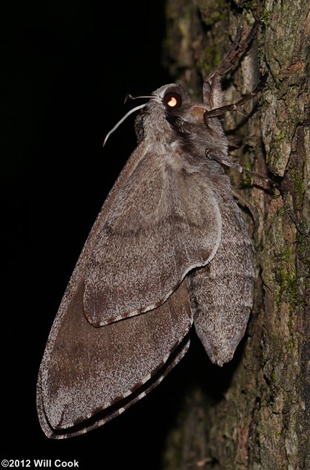 Ceratomia catalpae - Catalpa Sphinx