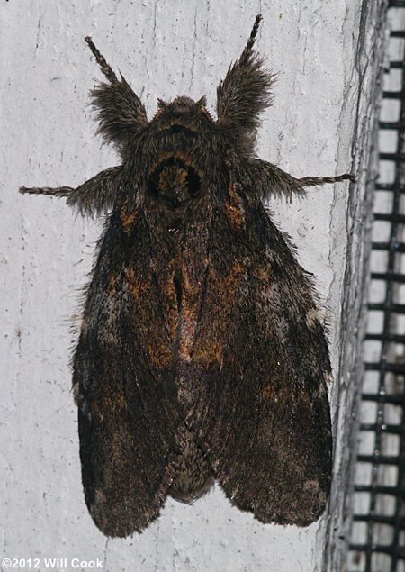 Peridea angulosa - Angulose Prominent