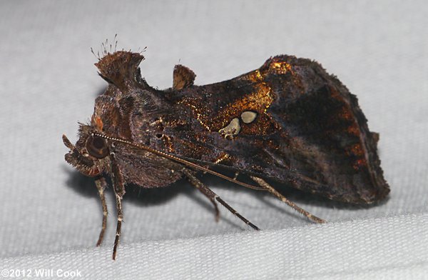 Autographa precationis - Common Looper