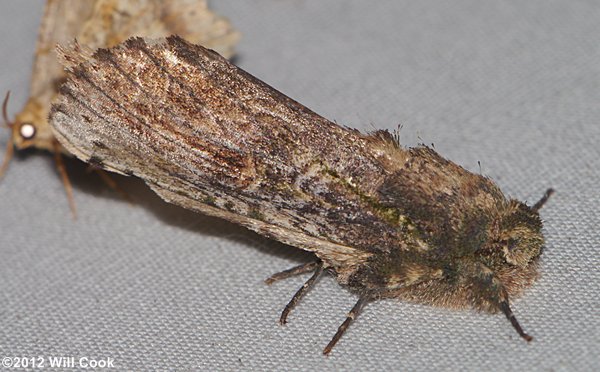 Schizura ipomoeae - Morning-glory Prominent