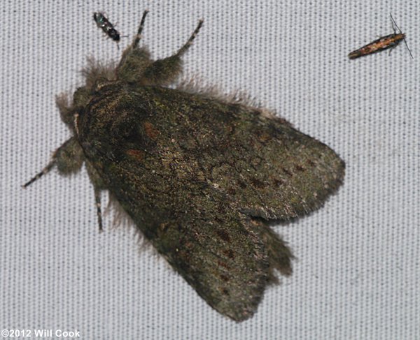 Heterocampa guttivitta - Saddled Prominent