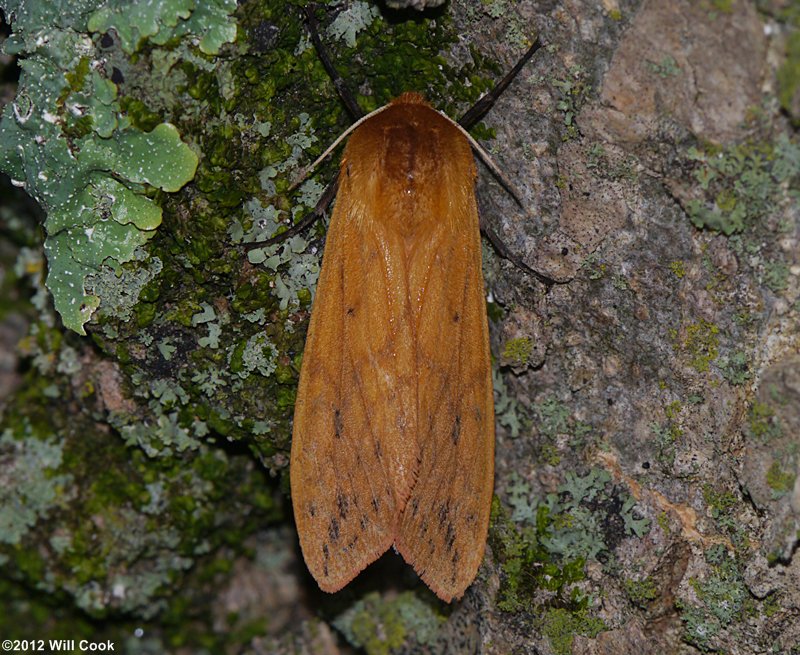 Pyrrharctia isabella - Isabella Tiger Moth