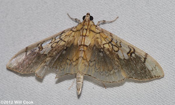 Pantographa limata - Basswood Leafroller