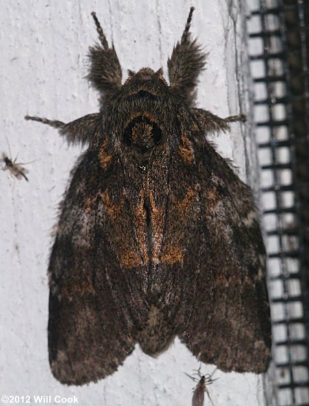 Peridea angulosa - Angulose Prominent