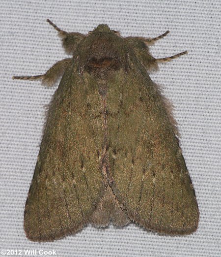 Heterocampa guttivitta - Saddled Prominent