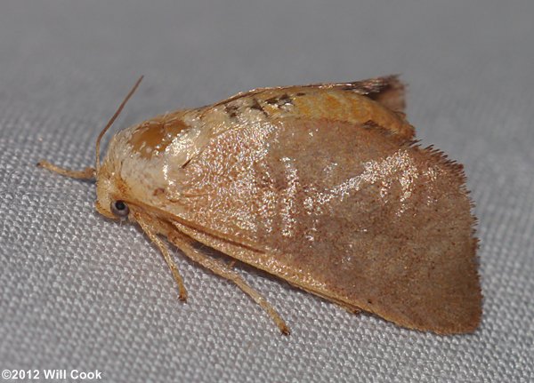 Isa textula - Crowned Slug Moth