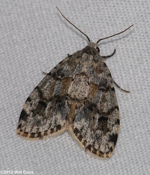 Clemensia albata - Little White Lichen Moth