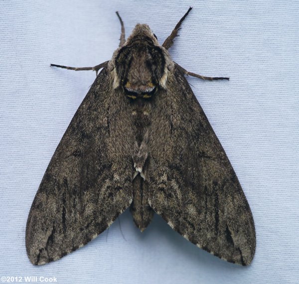 Ceratomia catalpae - Catalpa Sphinx