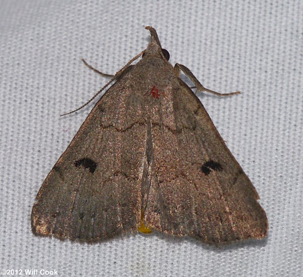 Chytolita petrealis - Stone-winged Owlet