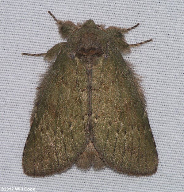 Heterocampa guttivitta - Saddled Prominent