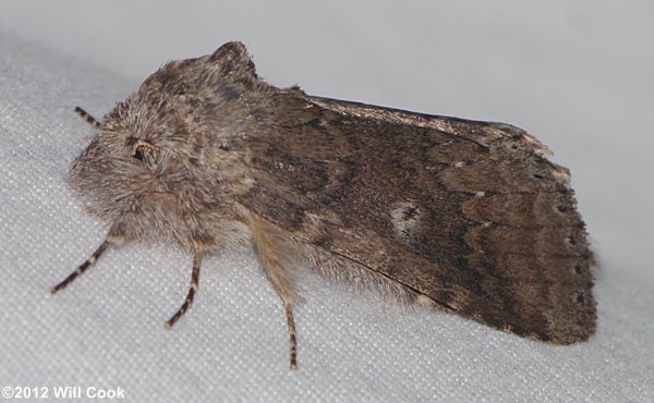 Lochmaeus manteo - Variable Oakleaf Caterpillar Moth